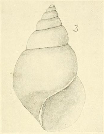 Rissoina (Eatoniella) cuvieriana Suter, 1908