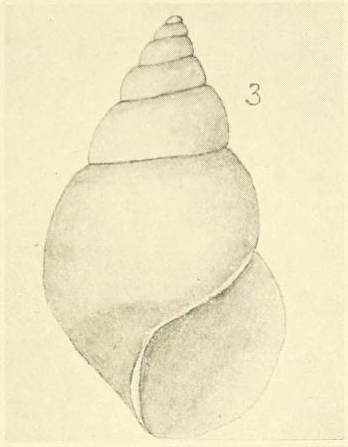 Rissoina (Eatoniella) cuvieriana Suter, 1908 Rissoina (Eatoniella) cuvieriana Suter, 1908