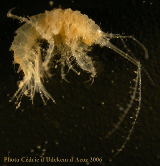 Lepechinella cetrata ANTXXIII-8 St 654-7 Elephant Island