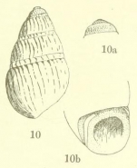 Caenogastropoda