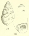 Mollusca (molluscs)