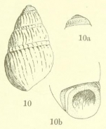 Rissoina agrestis Webster, 1904