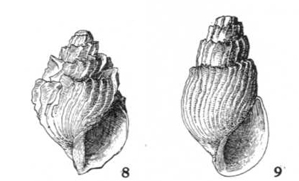 Ishimoria lamellata Kuroda, 1960