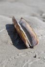 Shell American jack knife clam - Ensis directus