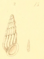 Rissoina conifera (Montagu, 1803)