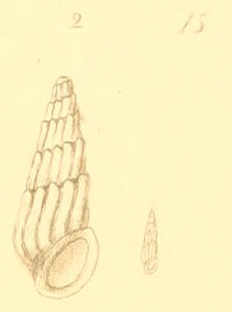Rissoina conifera (Montagu, 1803)
