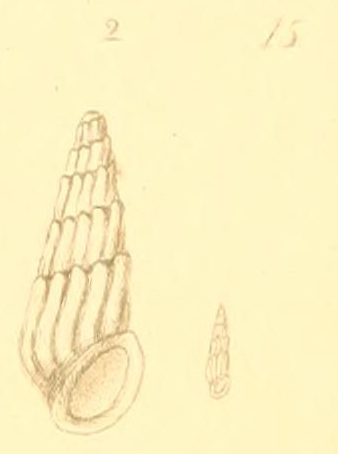 Rissoina conifera (Montagu, 1803) Rissoina conifera (Montagu, 1803)