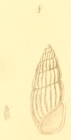 Schwartziella bryerea (Montagu, 1803)