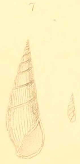 Zebinella decussata (Montagu, 1803)