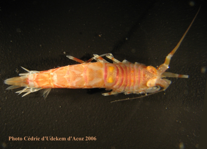 Rhachotropis antarctica ANTXXIII-8 St 654-7 Elephant Island