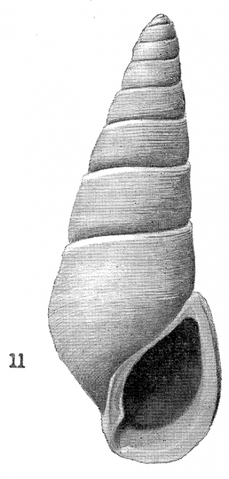 Rissoina lintea Hedley & May, 1908
