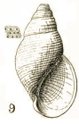 Rissoina (Diastictus) punctatissima Tate, 1899