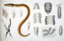 Ichthyotomus sanguinarius Eisig 1906 Plate 1