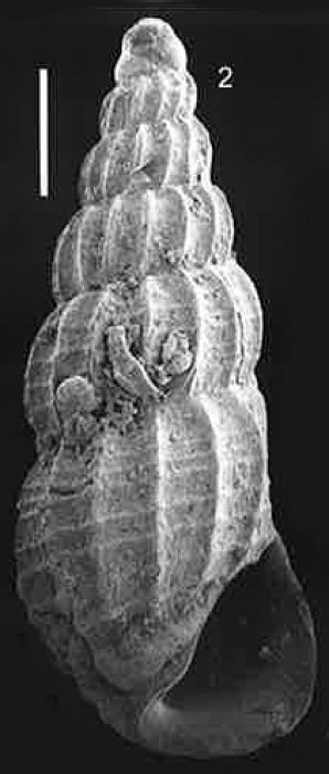 Rissoina (Rissolina) landaui (Harzhauser, 2014) Rissoina (Rissolina) landaui (Harzhauser, 2014)