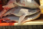 Gevlekte gladde haai - Mustelus asterias