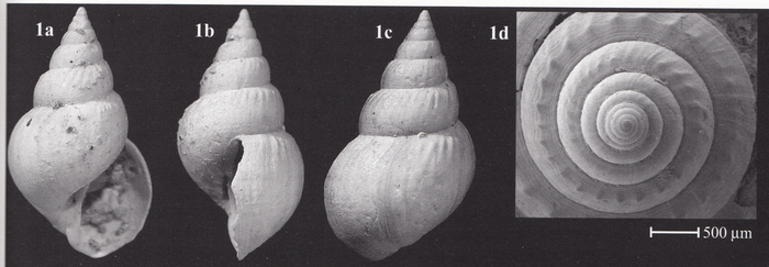 Microstelma lapernai Landau, Marquet & Grigis, 2004 Microstelma lapernai Landau, Marquet & Grigis, 2004