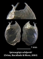 Mollusca (molluscs)