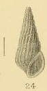 Rissoina alfredi E. A. Smith, 1904 Rissoina alfredi E. A. Smith, 1904