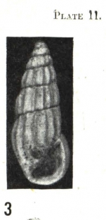Rissoina emilyae Laws, 1948