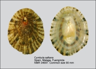 Cymbula safiana