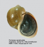 Ampullariidae