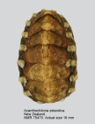 Acanthochitona zelandica