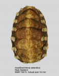 Acanthochitonidae
