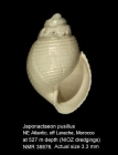 Japonactaeon pusillus
