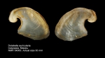 Dolabella auricularia