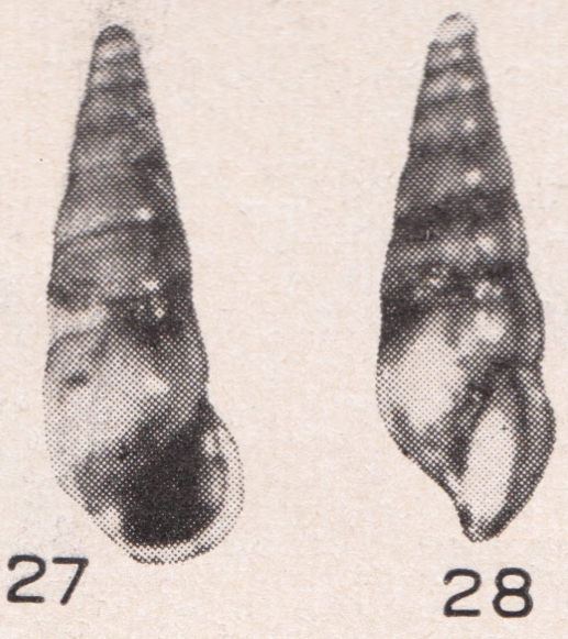 Rissoina (Leaella) altenai Beets, 1942 Rissoina (Leaella) altenai Beets, 1942
