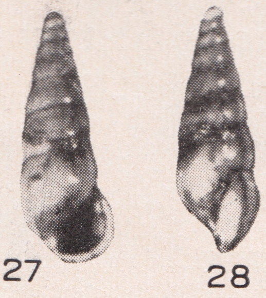 Rissoina (Leaella) altenai Beets, 1942