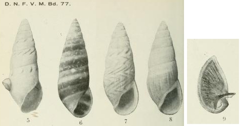 Rissoina achatina Odhner, 1924 Rissoina achatina Odhner, 1924