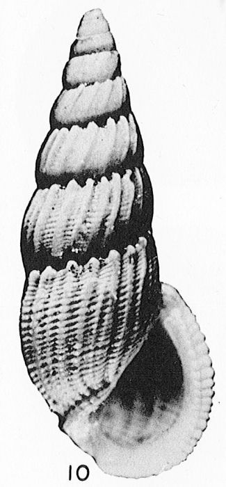 Rissoina (Folinia) ericana Hertlein & Strong, 1951 Rissoina (Folinia) ericana Hertlein & Strong, 1951