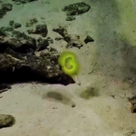 Biremis blandi live (2014, Nautilus live / Ocean Exploration Trust)