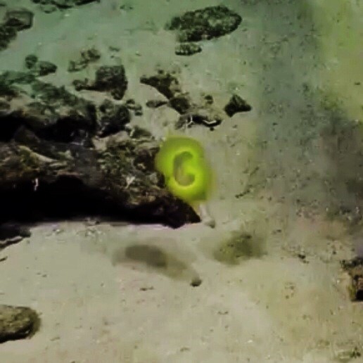 Biremis blandi live (2014, Nautilus live / Ocean Exploration Trust)