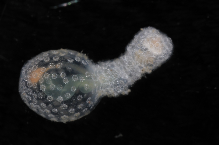 Acanthotrochus sp. Acanthotrochus sp.