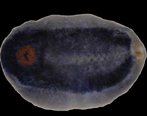 Benthothuria funebris