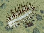 Echinodermata