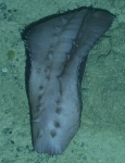 Echinodermata