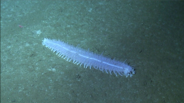 Pannychia sp. Pannychia sp.