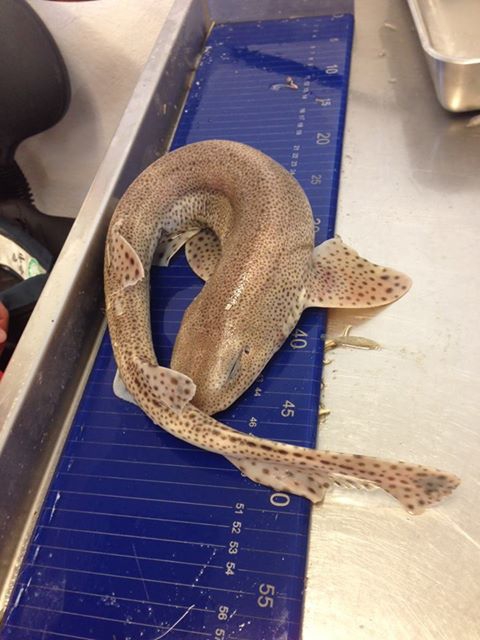 Hondshaai - Scyliorhinus canicula Hondshaai - Scyliorhinus canicula