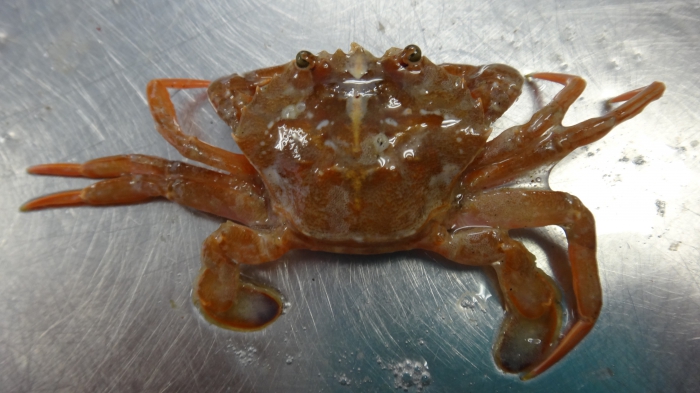 Blauwpootzwemkrab - Liocarcinus depurator