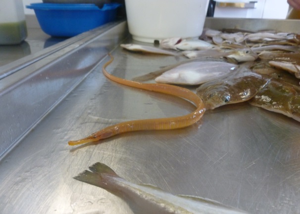 Adderzeenaald - Entelurus aequoreus Adderzeenaald - Entelurus aequoreus
