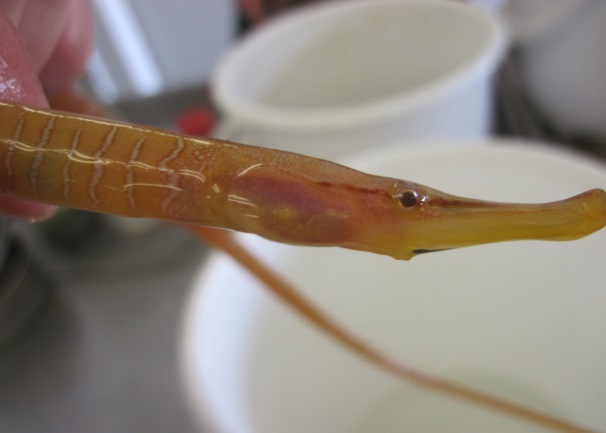 Adderzeenaald - Entelurus aequoreus Adderzeenaald - Entelurus aequoreus