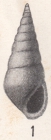 Rissoina supralaevigata Dall, 1915