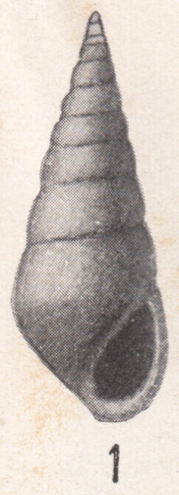 Rissoina supralaevigata Dall, 1915