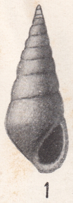 Rissoina supralaevigata Dall, 1915 Rissoina supralaevigata Dall, 1915