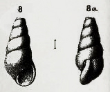 Rissoina volaterrana De Stefani, 1875 Rissoina volaterrana De Stefani, 1875