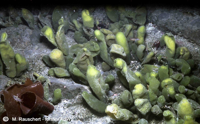 Adenocystis utricularis & Iridea abovata Adenocystis utricularis & Iridea abovata