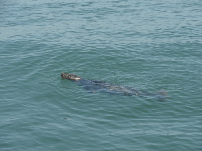 Grijze zeehond - Halichoerus grypus